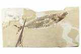 Cretaceous Fossil Fish (Scombroclupea) - Lebanon #200687-1